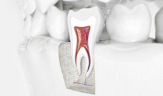 Aufbau eines Zahns mit Zahnwurzel – Endodontie